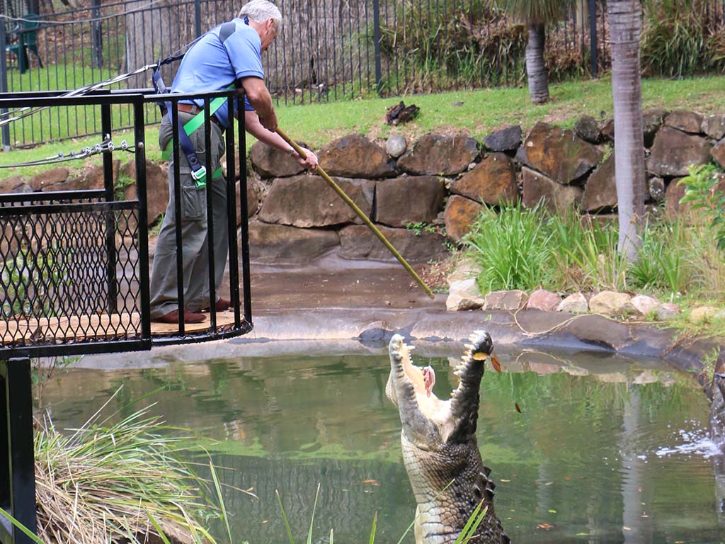 croc_encounter_mobile.jpg