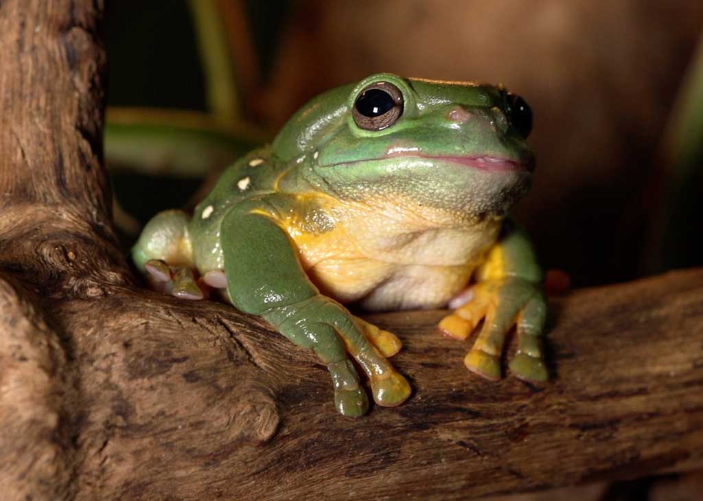 Frog-Id-week-mobile.jpg