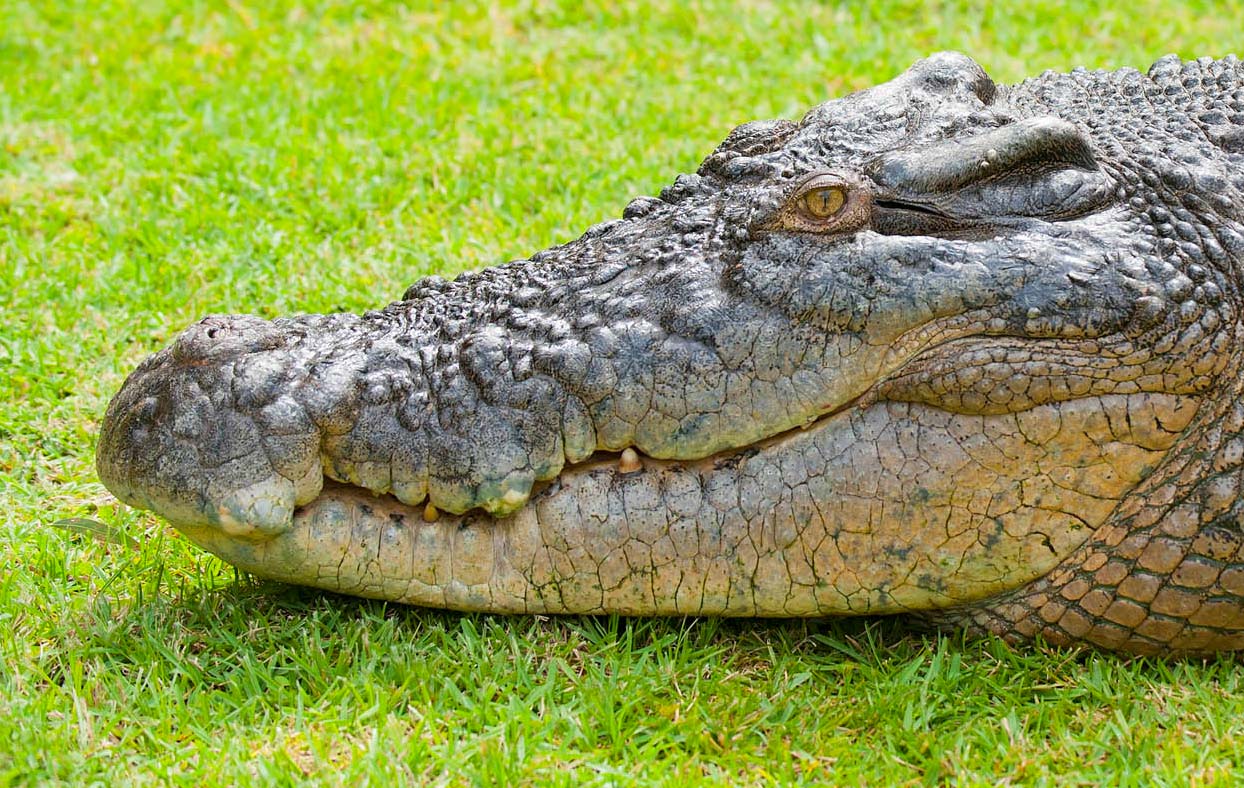 experience-croc-feeding-2.jpg