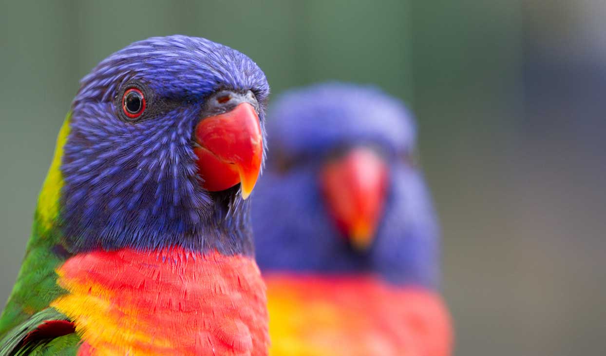 bird-week-desktop.jpg