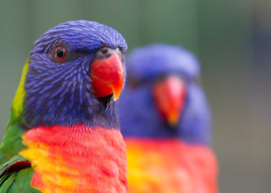 bird-week-mobile.jpg
