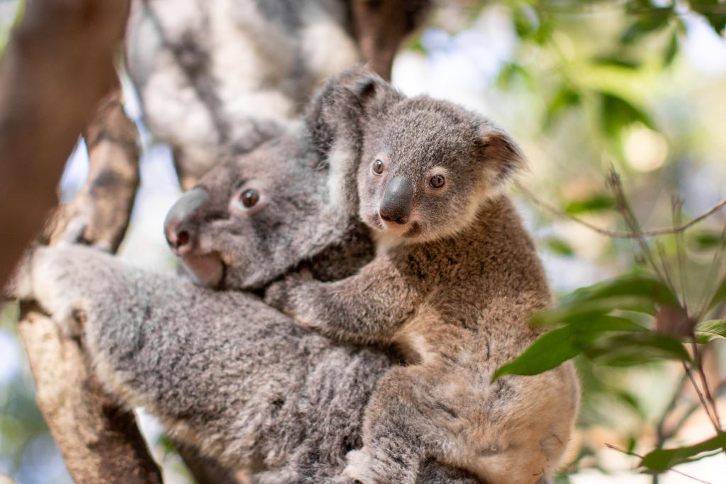 Koala_and_Joey_Mobile.jpg