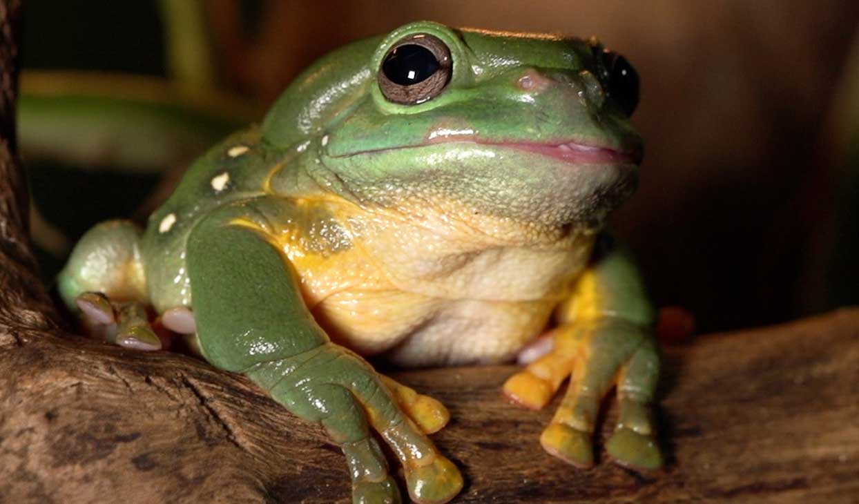 Frog-Id-week-desktop.jpg