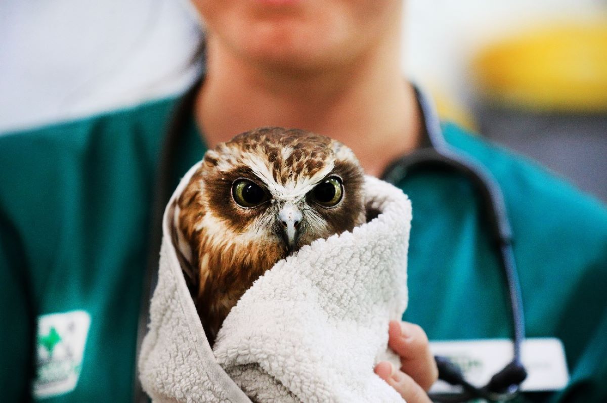 Hospital_Owl_Wills_Day_2024_Desktop.jpg